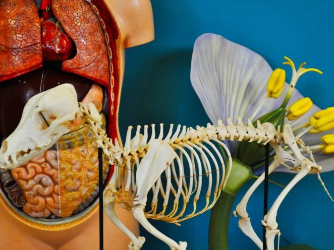 Biologie