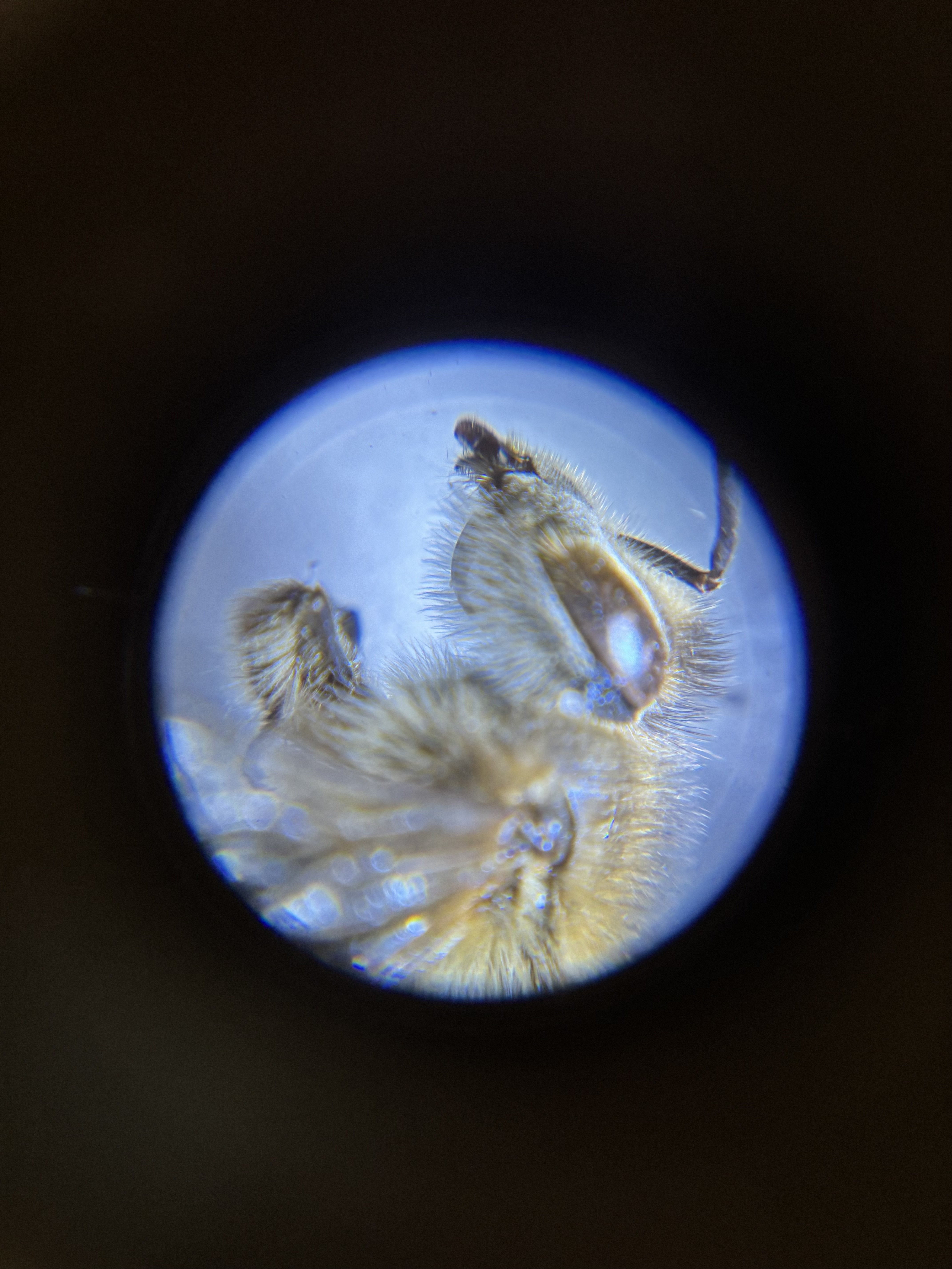 Projekttag Bienen