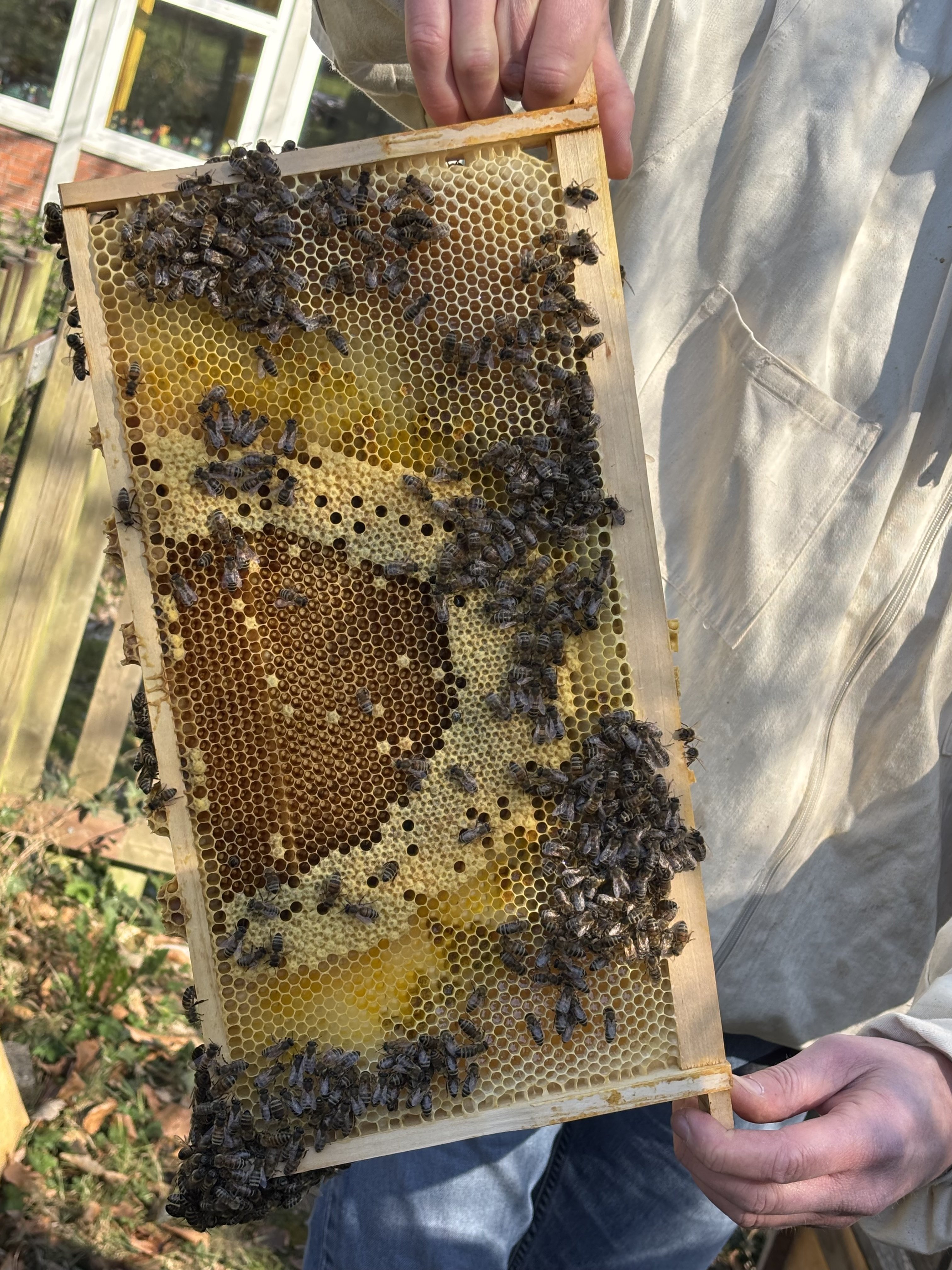 Projekttag Bienen