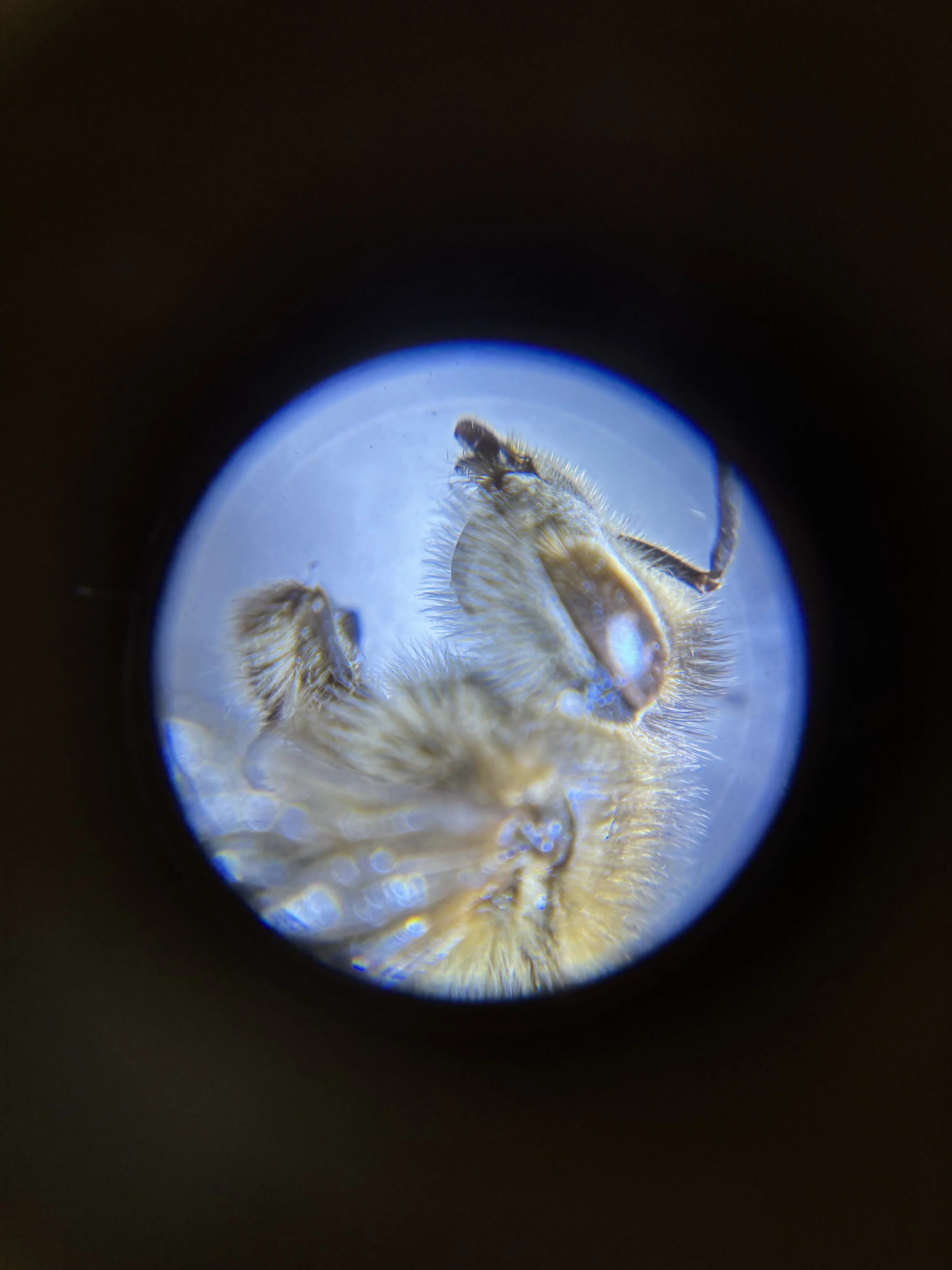 Projekttag Bienen